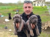 Orjinal Irk Garantili Cane Corsa Yavruları