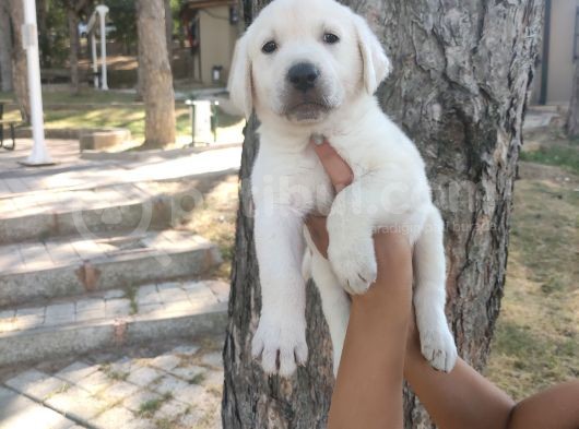 Irk Ve Sağlık Garantili Labrador Yavrular görsel