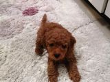 Toy Poodle Red Brown