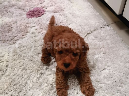 Toy Poodle Red Brown