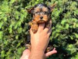 Teacup Yorkshire Terrier Yavrumuz 