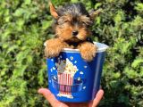 Teacup yorkshire terrier yavrumuz 