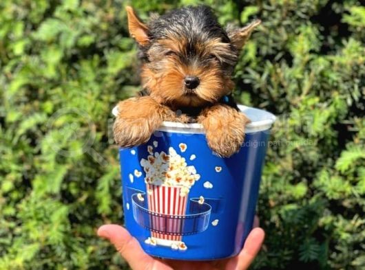 Teacup Yorkshire Terrier Yavrumuz 