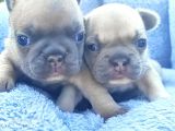 Li̇lacfawn Di̇si̇ French Bulldog Yavrularimiz