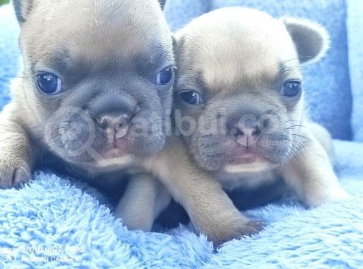 Li̇lacfawn Di̇si̇ French Bulldog Yavrularimiz görsel