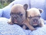Li̇lacfawn Di̇si̇ French Bulldog Yavrularimiz