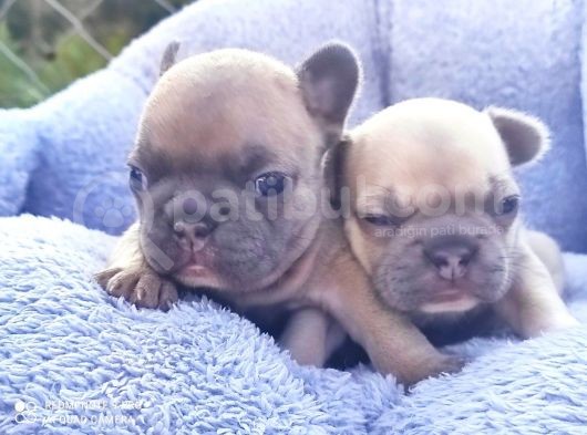 Li̇lacfawn Di̇si̇ French Bulldog Yavrularimiz görsel