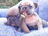 Li̇lacfawn Di̇si̇ French Bulldog Yavrularimiz