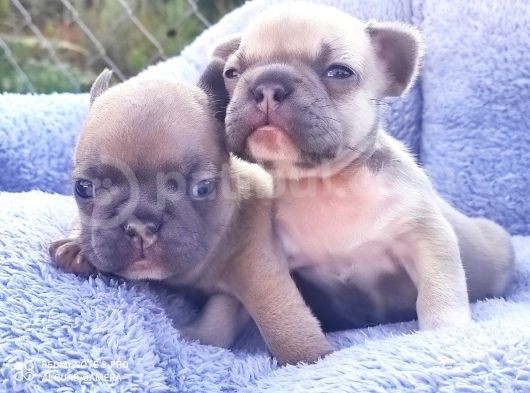 Li̇lacfawn Di̇si̇ French Bulldog Yavrularimiz görsel