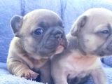 Li̇lacfawn Di̇si̇ French Bulldog Yavrularimiz
