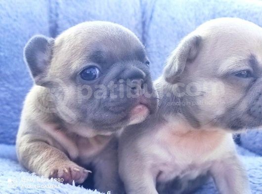 Li̇lacfawn Di̇si̇ French Bulldog Yavrularimiz görsel