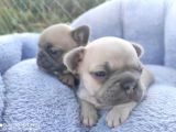 LİLACFAWN DİSİ FRENCH BULLDOG YAVRULARIMIZ