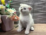 Show Class Dişi Bluepoint Scottish Fold