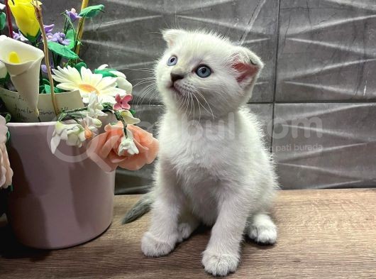 Show Class Dişi Bluepoint Scottish Fold görsel