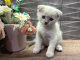 Show Class Dişi Bluepoint Scottish Fold