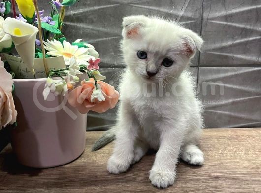 Show Class Dişi Bluepoint Scottish Fold görsel