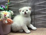 Show Class Dişi Bluepoint Scottish Fold