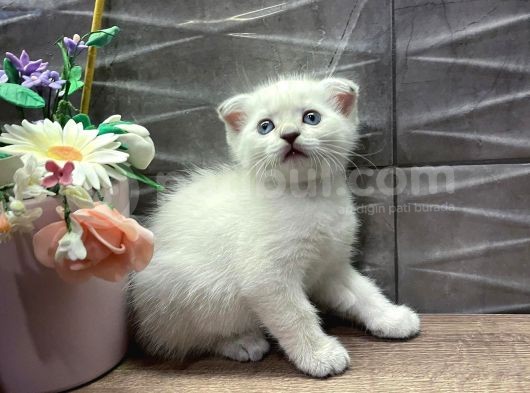 Show Class Dişi Bluepoint Scottish Fold