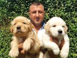 Irk Garanti̇li̇ Golden Retriever Yavrulari Tesli̇me Hazir