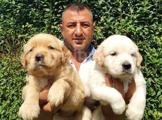 Irk Garanti̇li̇ Golden Retriever Yavrulari Tesli̇me Hazir