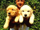 Irk Garanti̇li̇ Golden Retriever Yavrulari Tesli̇me Hazir