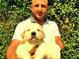 Irk Garanti̇li̇ Golden Retriever Yavrulari Tesli̇me Hazir
