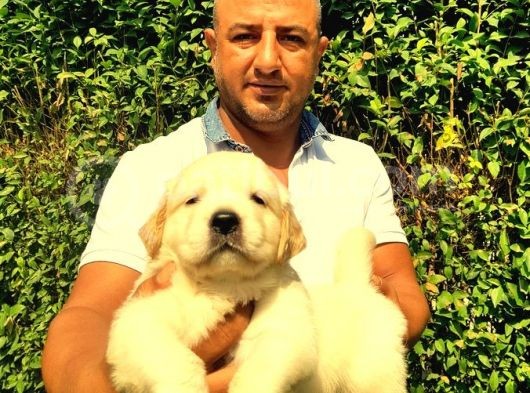 Irk Garanti̇li̇ Golden Retriever Yavrulari Tesli̇me Hazir görsel