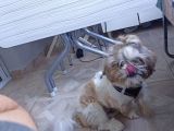 10 Aylık Shih Tzu