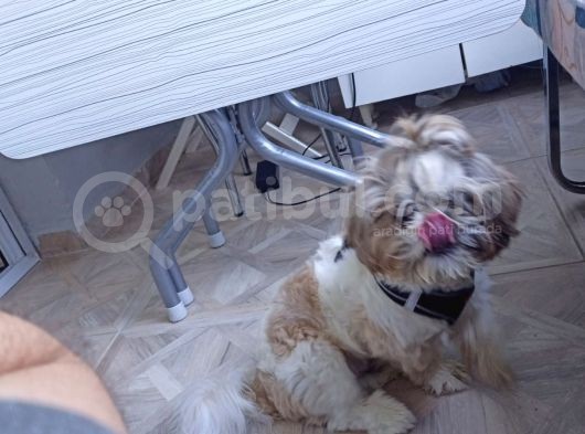 10 Aylık Shih Tzu görsel