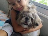 10 Aylık Shih Tzu