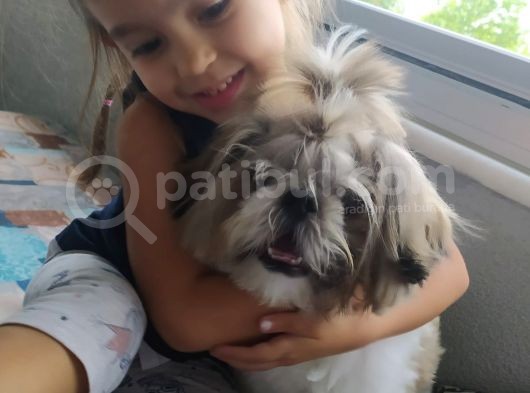 10 Aylık Shih Tzu görsel
