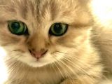 75 gunluk british shorthair gri yavrumuz