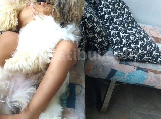 10 Aylık Shih Tzu görsel