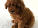 Safkan Toy Poodle Yavrularımız