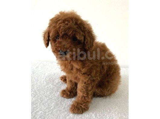 Safkan Toy Poodle Yavrularımız görsel