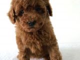 Safkan Toy Poodle Yavrularımız