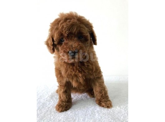 Safkan Toy Poodle Yavrularımız görsel