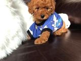 Safkan Toy Poodle Yavrularımız
