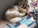 10 Aylık Shih Tzu