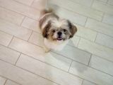10 Aylık Shih Tzu