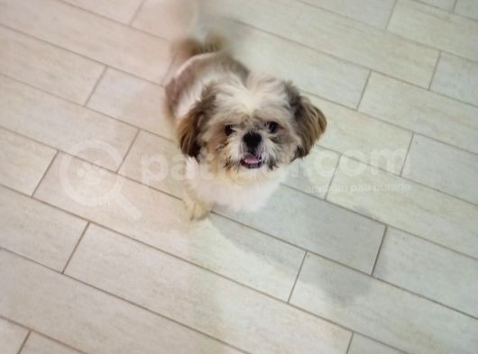 10 Aylık Shih Tzu görsel
