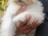 Sıfır Numara Terrier Yavrularımız