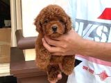 Safkan Toy Poodle Yavrularımız