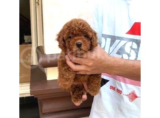 Safkan Toy Poodle Yavrularımız