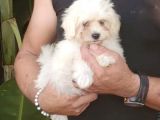 Sıfır Numara Terrier Yavrularımız