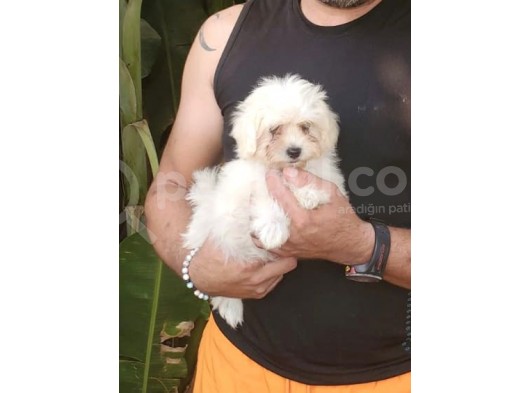 Sıfır Numara Terrier Yavrularımız görsel