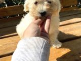 Sıfır Numara Terrier Yavrularımız