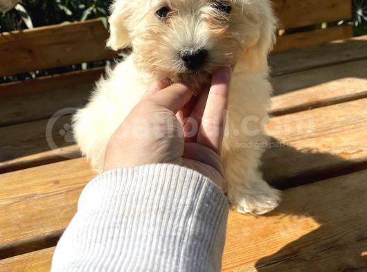 Sıfır Numara Terrier Yavrularımız
