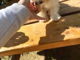 Sıfır Numara Terrier Yavrularımız
