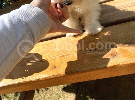 Sıfır Numara Terrier Yavrularımız görsel
